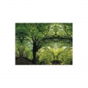 /B1964-11 Sciarpa organza 70x140 ALBERI