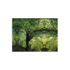 /B1964-11 Sciarpa organza 70x140 ALBERI