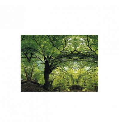 /B1964-11 Sciarpa organza 70x140 ALBERI